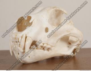 photo reference of skull 0056
